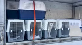 South Korea: Sixteen Rescued Dogs Saved From Becoming Lunch From a Dog Meat Farm