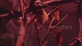 US: Endangered Pygmy Slow Loris Baby Born In Bronx Zoo’s World Of Darkness Exhibit