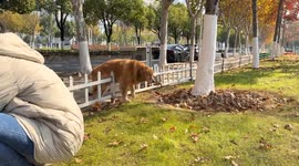Overweight dog helped over park fence in Hubei, China