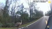 Runaway Emu Briefly Detained After Chase in St. Johns