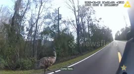 Runaway Emu Briefly Detained After Chase in St. Johns