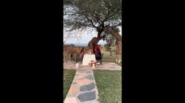 Serval wildlife in Tanzania showcases unmissable romantic dinner experience