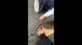 Chinese cat plays tail-passing game with two humans