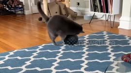 Cat’s dramatic stretch turns into a graceful flop in Chicago, Illinois, USA