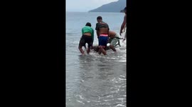 Curious dolphin keeps returning to shore in Paluan, Occidental Mindoro, Philippines