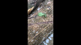 Unbelievable Camouflage: Man Stunned by 'Moving Leaf' Insect!