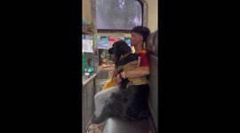 Family takes a bus with their flat-coated retrievers sitting with them