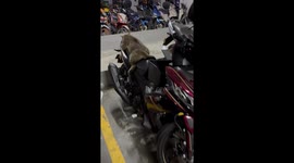 Sleepy cat naps undisturbed on motorcycle in Kuala Lumpur, Malaysia