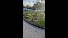 Adorable turtle in flower outfit strolls on grass in Santa Barbara, California, USA