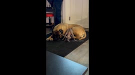 Upside-down cat poses humorously on bullmastiff in Medford, New York, USA