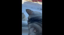 Cat and rat share unusual standoff on snowy windowsill in Astana, Kazakhstan