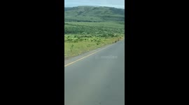 Lions calmly cross roadway in Hluhluwe-Imfolozi, South Africa