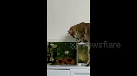 迷你鹦鹉鱼霸气护崽 小猫一靠近就被 “胖揍”