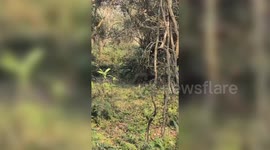 Conservation effort triumphs as stranded one-horned rhinoceros calf rescued in Kaziranga National Park following 24-hour search operation