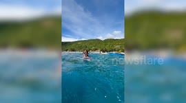 Swimmer comes face-to-face with whale shark