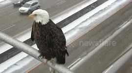 Bald eagle spotted near highway camera in Minnesota