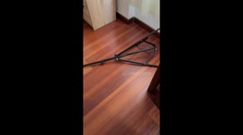 Curious dog gets stuck in a tripod in Bogotá, Colombia