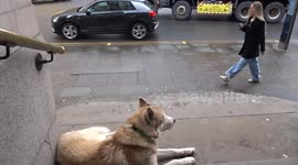 Husky waiting patiently for its owner on the steps of Chelsea Old Town Hall