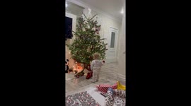 Toddler Tugs Christmas Tree Over