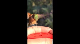 Hummingbird Hand-Feeding in Slow Motion Video