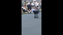 Skater Dog's Smooth Ride