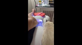 Manicured Cat Needs His Nails Dried