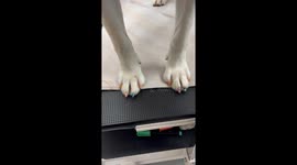 Groomed Dog Gets Halloween Nails