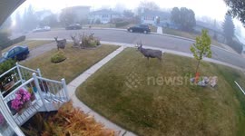 Residential Bucks Attempt To Attract Does