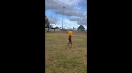 Boxer Dog Bops Ball With Nose