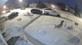 Buck Follows Does Through Snowy Yard