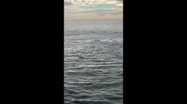 Orca Pod Off Scotland Coast