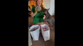 Frenchie Super Excited for His Christmas Gift