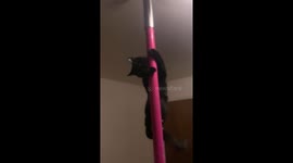 Cat shows off her skills as her owner gives us a better look at this talented cat