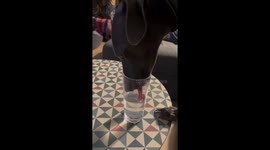 Whippet Prefers to Drink Water From the Glass