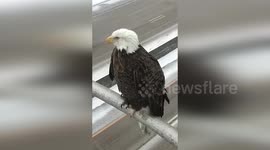 US: Bald Eagle Rules Minneapolis Highway As Snow Falls