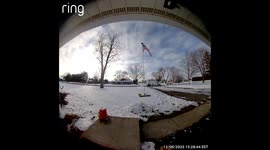 My Cat Keeps Trying to Leave With the Delivery Driver