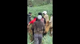 Indonesia landslide leaves more than 100 feared dead as homes are buried