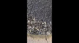 Thousands of tilapia fish rushed to the shore when they heard the man's footsteps