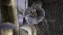 Eastern gray squirrel grooming itself while sitting on a large tree trunk