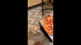 Pet rabbit leaps onto owner’s pizza in viral million‑view Instagram clip