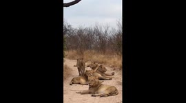 When the Kings Take Over the Road: Young Lions Pause a Safari Morning