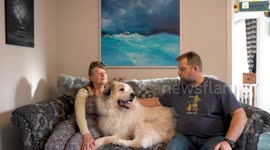Enormous dog the 'size of a polar bear' finds forever home