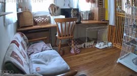 Cats calmly observe earthquake in Hakuchi, Tottori, Japan