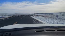 China: Little pig follows flock like a shepherd on the grasslands in China
