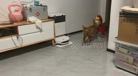 Playful cat drags balloon across room in Neimenggu, China