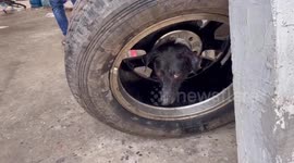 Pet dog with head stuck in car wheel is rescued by animal team