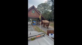 Elephant ignores security as it walks through checkpoint on mountain road