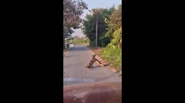 Monitor lizards seen wrestling in combat ritual on road