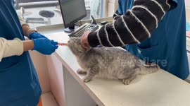Cat stays calm with treats during vet injection in Jiangsu, China