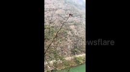 胆大心细 野生猕猴险峻树枝上吃苹果